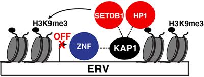 KAP1/TRIM28: Transcriptional Activator and/or Repressor of Viral and Cellular Programs?